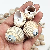 Vista 7 de PEPPERLONELY Conchas marinas de caracol blanco de Natica, 8 oz aprox. 60 caracoles de PC, 3/4 pulgadas ~ 1-1/4 pulgadas