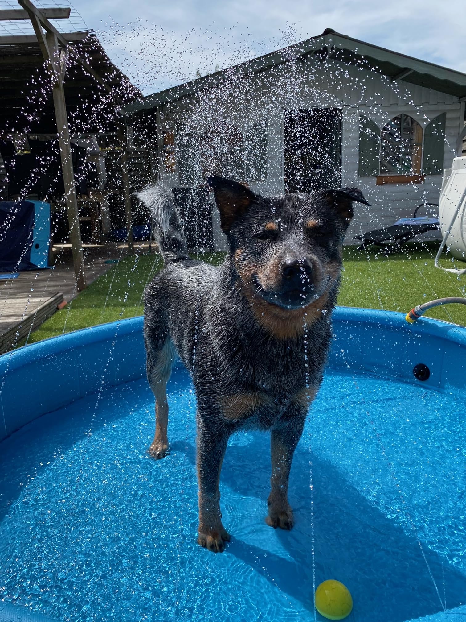 Piscine Chien - Piscine rafraîchissante Sprinkle Bleu et Gris foncé - Jets d'eau intégrés - raccord pour Tuyau d'arrosage - Fond antidérapant - sans Pompe - 120 x 30 cm - Flamingo