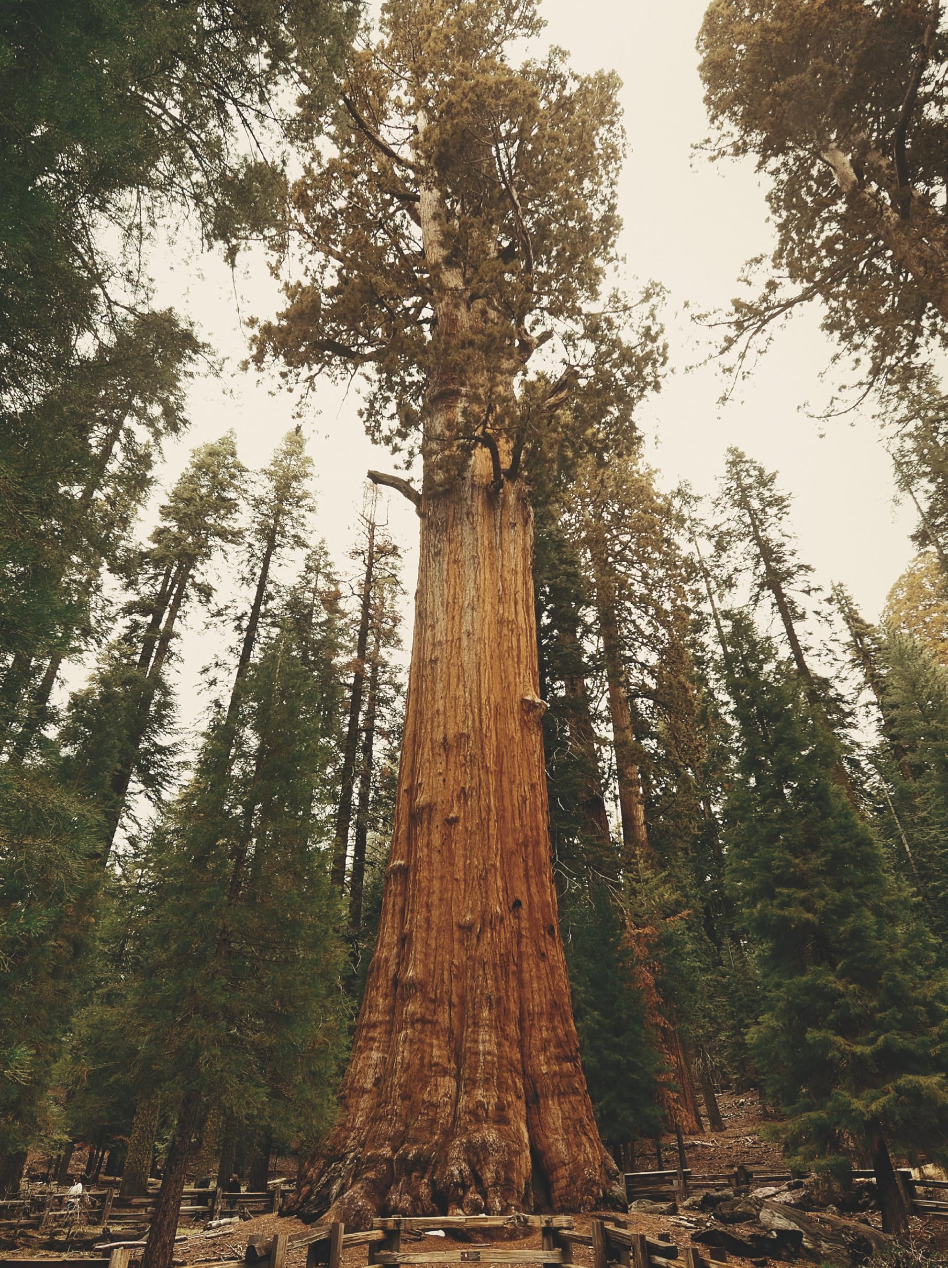 Le Grand guide des arbres et forêts