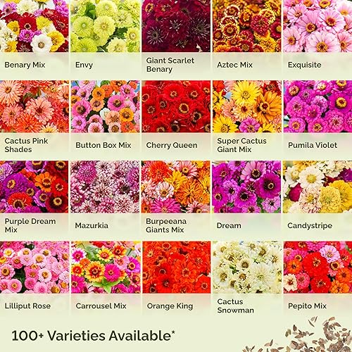 Miniatura 4 de Semillas de zinnia, Burpeeana Giants Mix, paquete, semillas autóctonas de flores rosadasrojasmoradas, atraen abejas, mariposas, colibríes y