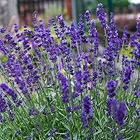 Vista 4 de Outsidepride Lavandula Angustifolia Lavanda Hidcote Plantas de jardín de hierbas aromáticas - 2000 semillas