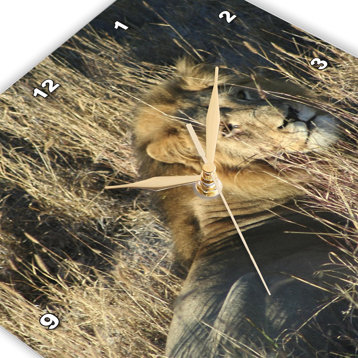 3dRose DPP_26828_3 Lion King in The Grass Wall Clock, 15 by 15-Inch
