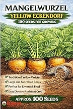 Mangelwurzel Yellow Eckendorf Seeds – Approx 100 Seeds – Heritage Root Vegetable – Large Golden Roots – Easy to Grow Garden Crop – Traditional Beet Root Variety