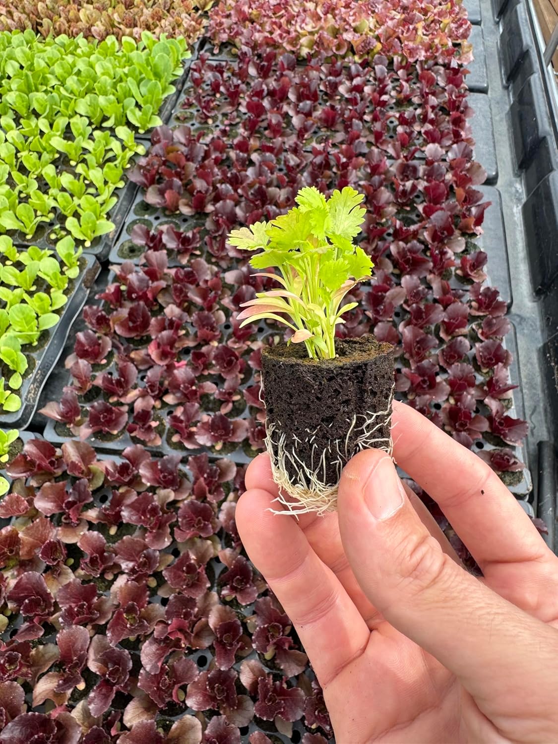 Cilantro Seedlings: Ready-to-Plant, Starts, Starters, Plugs, Garden Ready, Live Plants, Transplants, Pre-Sprouted, Soil & Hydroponic Gardens (6 seedlings)