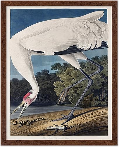 Miniatura 110 de Poster Master Póster vintage de colibríes, impresión de formas de arte retro en la naturaleza, arte de pájaros, regalo para él, ella y amante de los