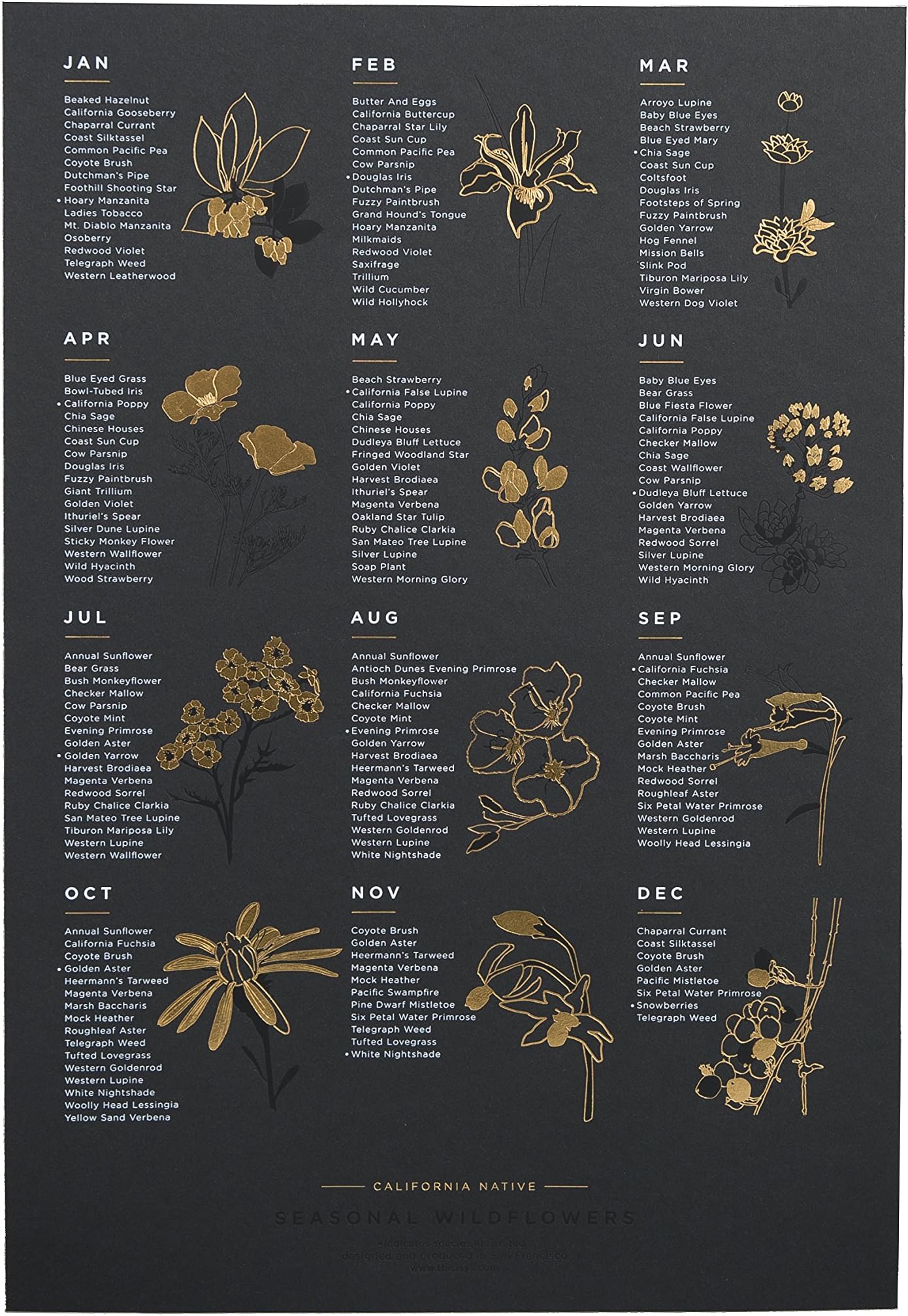 California Native Wildflower Poster on Premium Ebony (black) 350 gm paper