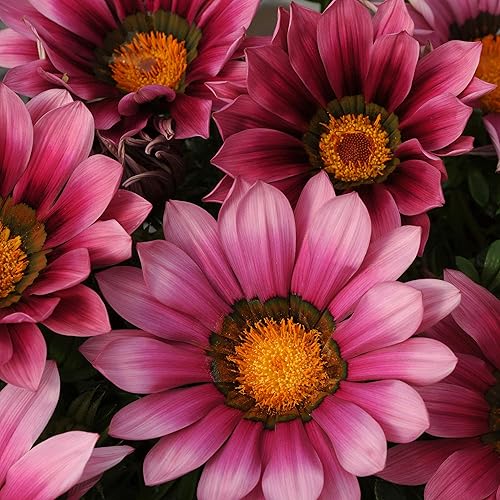 Miniatura 7 de Outsidepride New Day Pink Gazania Semillas para plantar  50 piezas de semillas perennes, de bajo mantenimiento, tolerantes a la sequía para flores