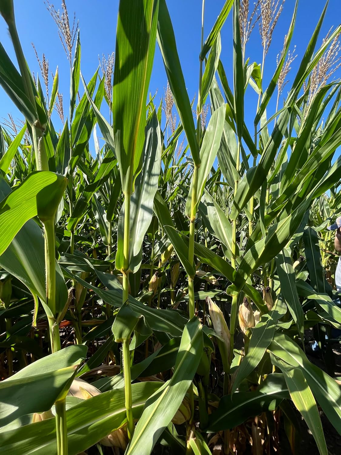 Hale Habitat & Seed Glyphosate Tolerant Field Corn Food Plot Seed, 5 lbs