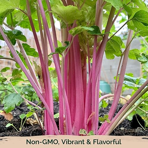 Vista 6 de KVITER 200 semillas de apio chino rosa (Apium Graveolens), semillas de hierbas de apio rosa para huerto casero, cosecha temprana, semillas