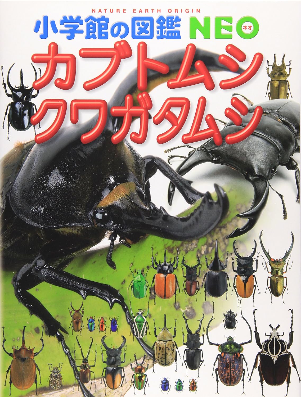 sayomatu2000ページ！ カブトムシ・クワガタムシ Panama | Ubuy