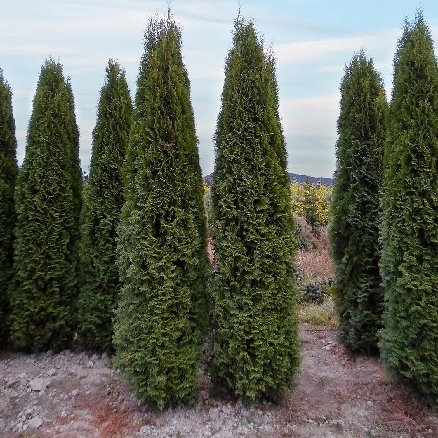 Thuja Emerald Green Arborvitae, Compact Evergreen Privacy Tree with Rich Green Foliage, 1 gal. Nursery Pot, 1–2 ft Tree Height (Ships to 48 States Including CA & AZ)