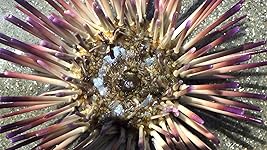 Review Image by Carol A. Carol A.