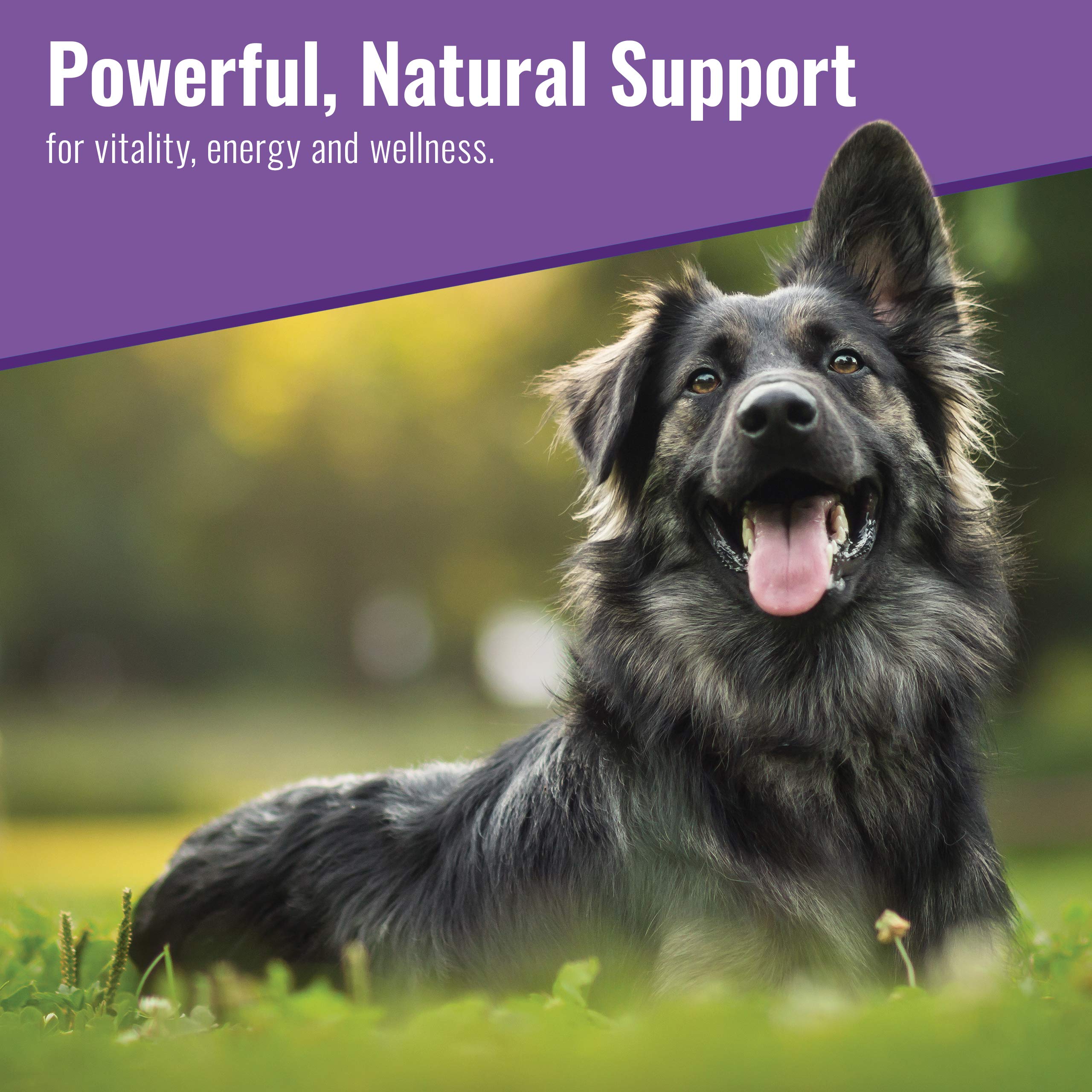 Can Organic Muhroom Powder Help Dogs