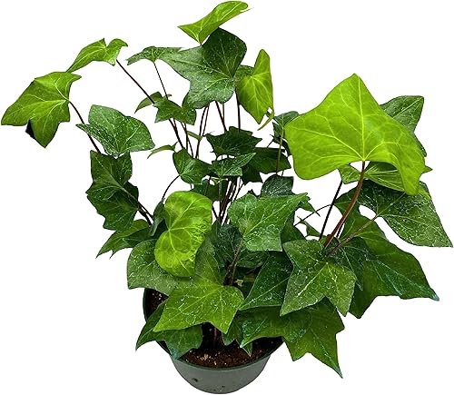 Miniatura 3 de BubbleBlooms Hiedra argelina, hiedra canaria, hiedra canaria, hiedra de Coney Island, hiedra de Madeira en maceta de 6 pulgadas