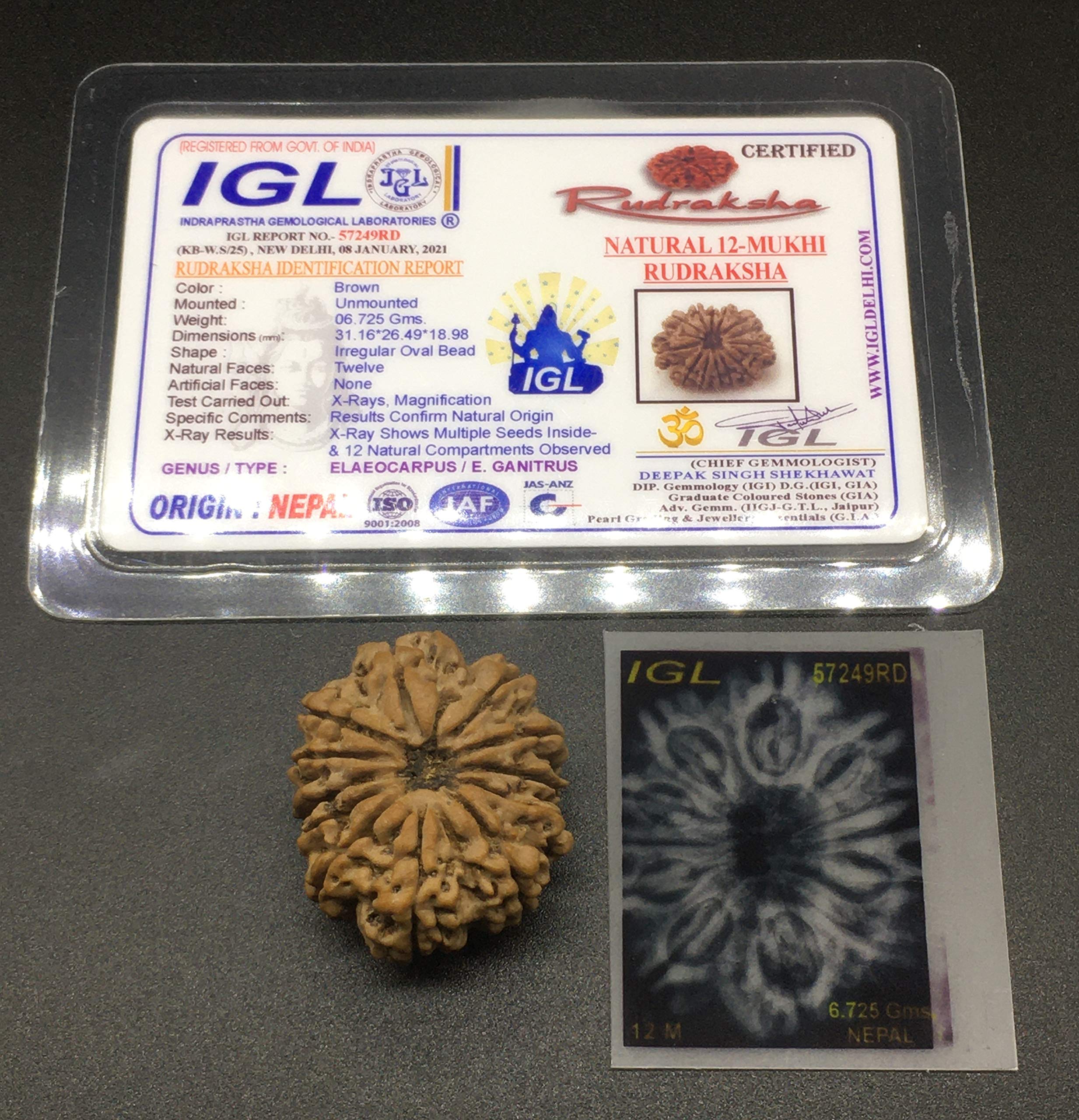 Perles Rudraksha Mukhi Népal 31,16 mm certifié IGL lot 12 graines pour collier mala et lithothérapie