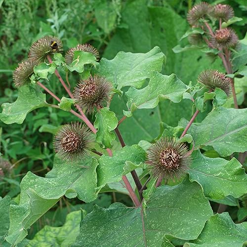 Miniatura 5 de Semillas de bardana (Arcticum lappa) Más de 50 semillas de hierbas culinarias medicinales en cápsulas de semillas congeladas para el jardinero y
