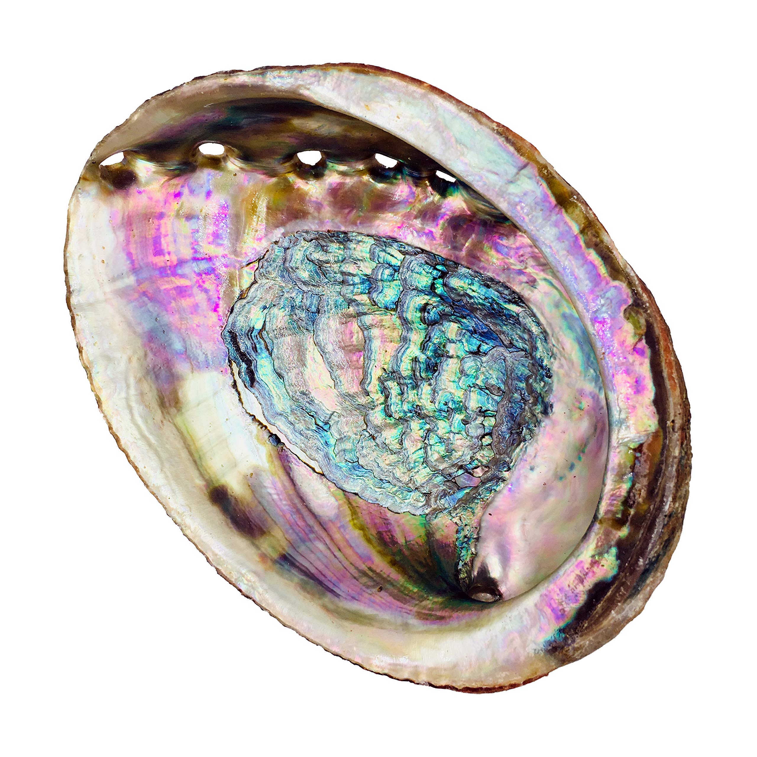 Alternative Imagination - Abalone Shell Incense Holder (Standard Abalone Shell)
