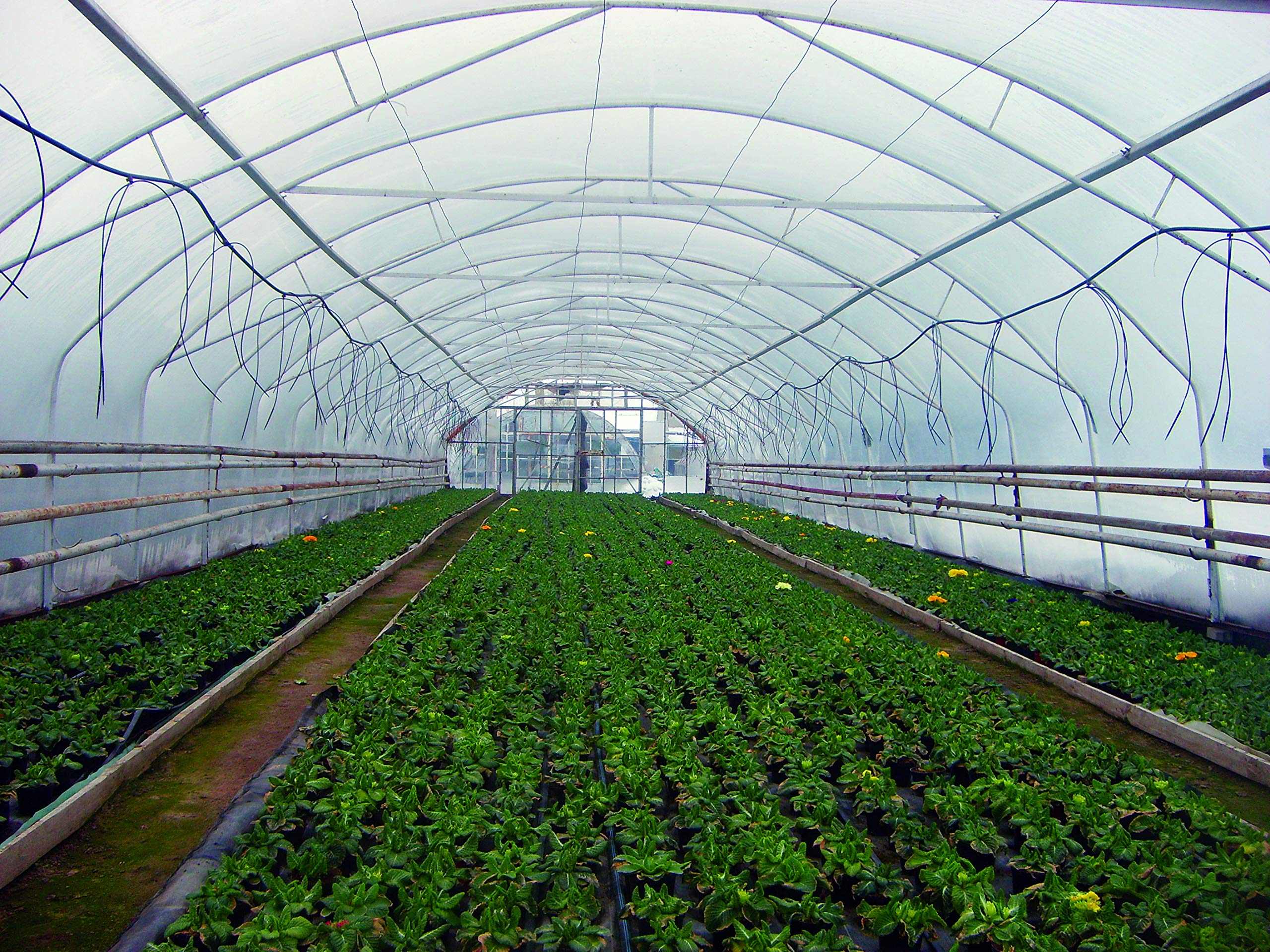 infrarot-heiztechnologie 6mx8m Polly Tunnel Clear Polythene Greenhouse Plant Cover Horticultural membrane Foil Rising Bed