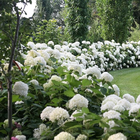 Proven Winners 5 Gal. Incrediball Hydrangea Shrub