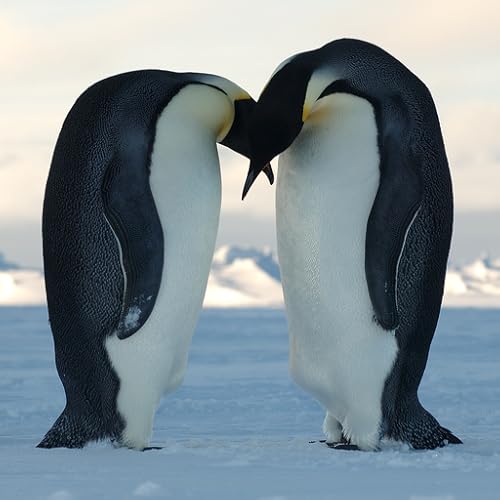 Penguins of Antarctica