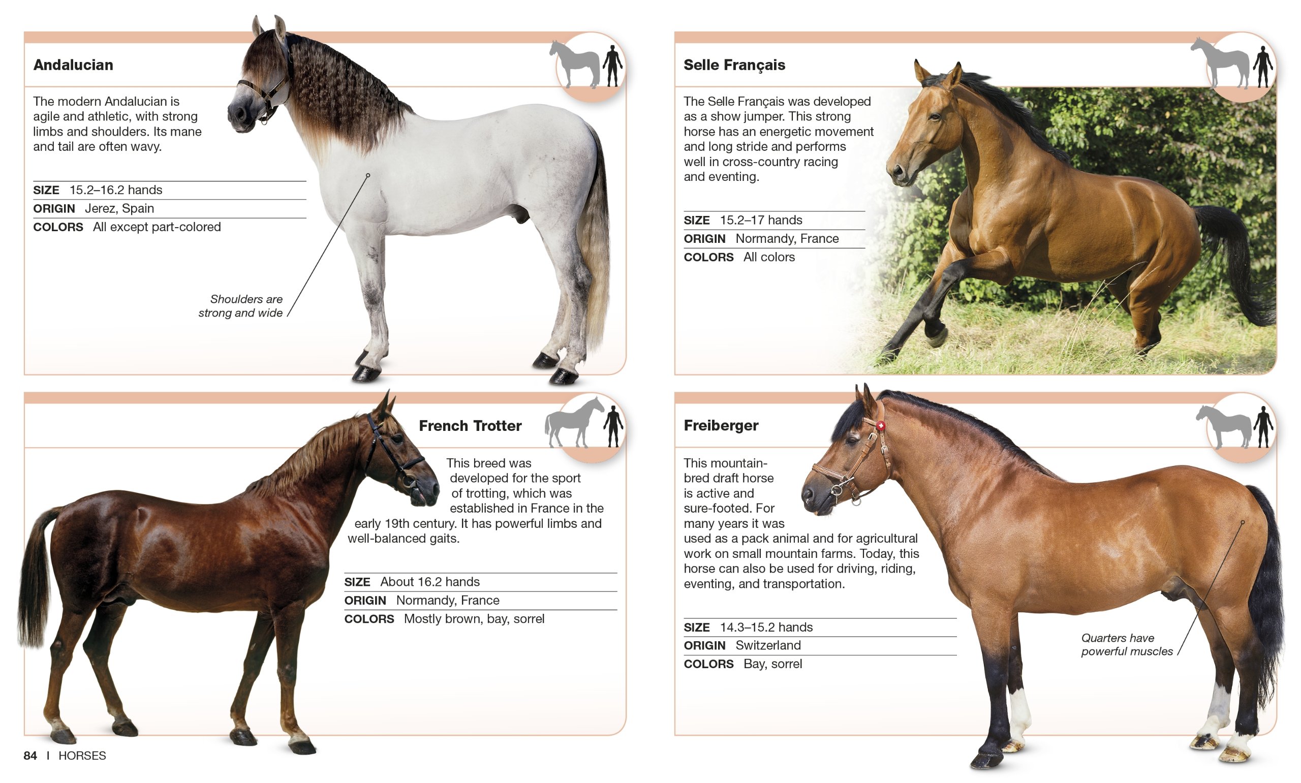 Horses: Facts at Your Fingertips (Pocket Genius)