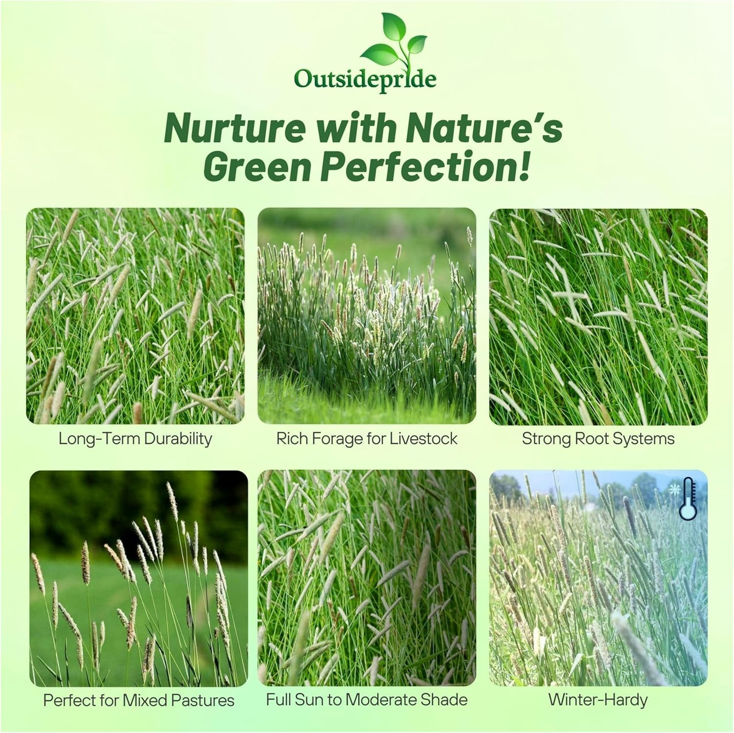 Outsidepride Climax Timothy Pasture Grass Seed - 25 Lbs. Perennial, Hardy, Easy to Grow, High-Yield, & Palatable, Winter Pasture Seed for Late-Spring Grazing, Hay Harvesting & Field Curing