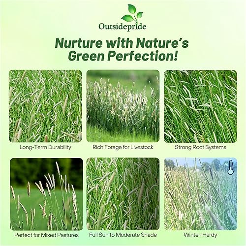 Miniatura 2 de Outsidepride Perennial Climax Timothy - Semilla de pasto para temporada fría, 25 libras