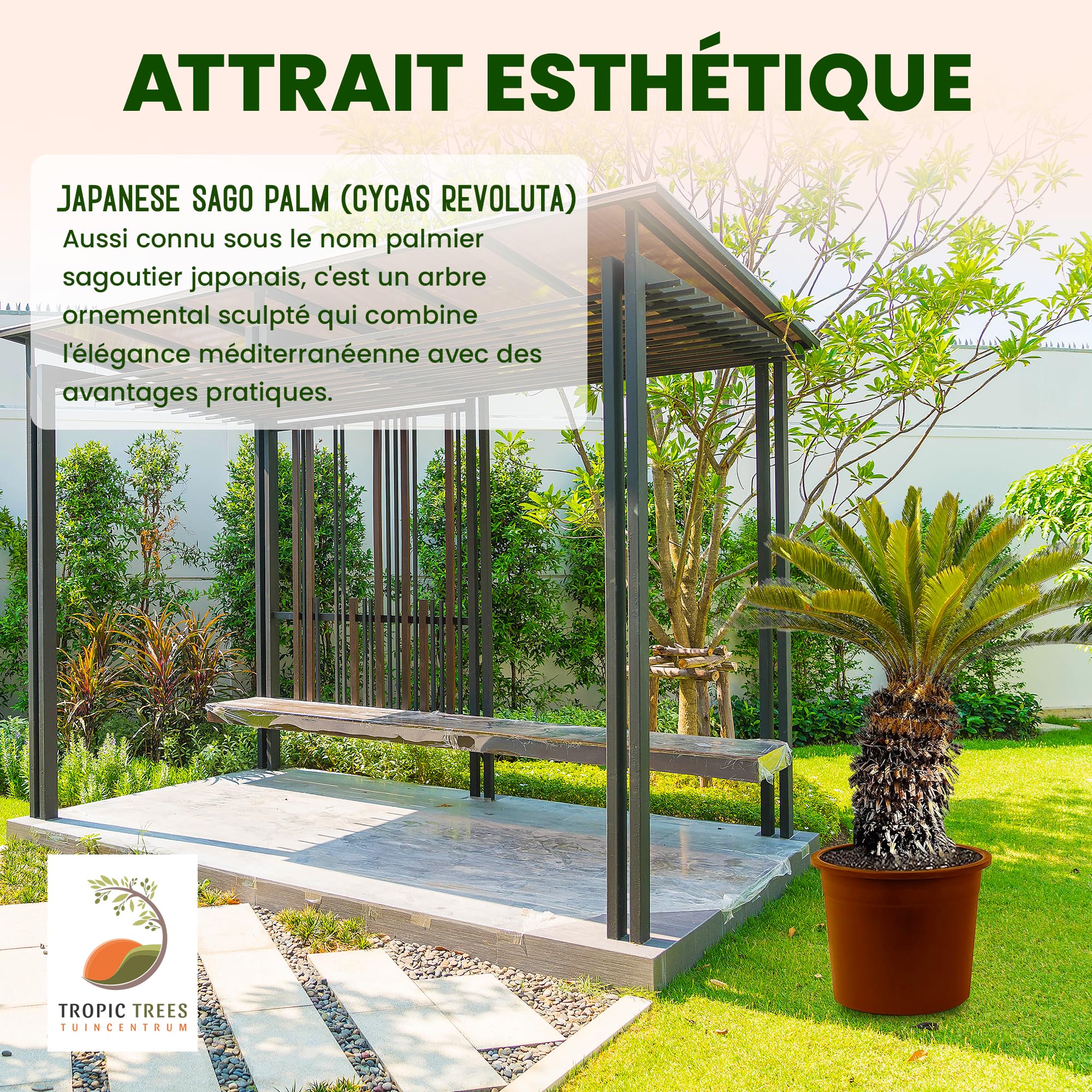 Tropictrees - Cycas Revoluta - Plante à feuillage persistant - Fougère palmiste - Fougère sagou - Plantes d'intérieur - Fougère palmiste japonaise - hauteur 80cm - hauteur de tige 5/10cm