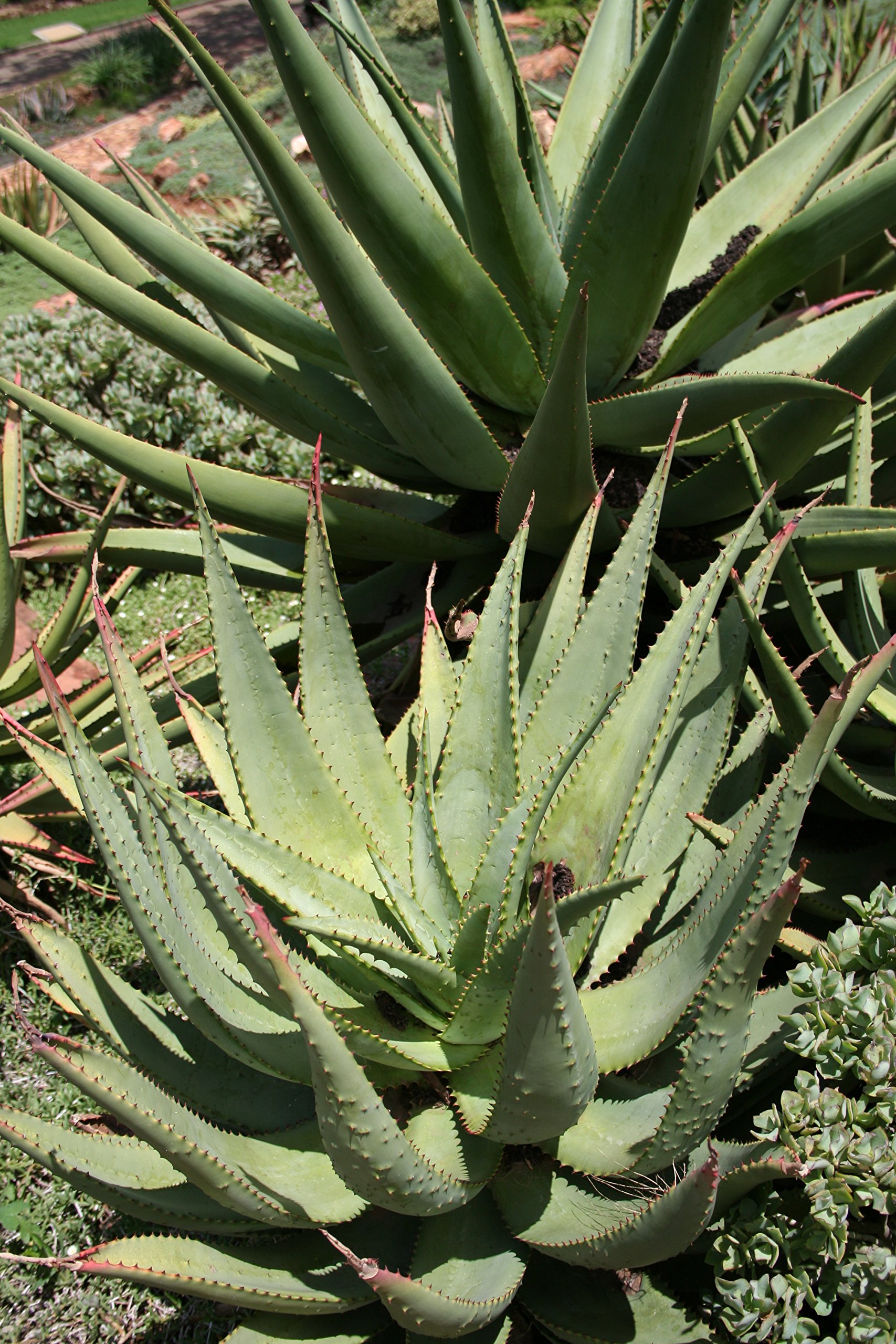 10 Samen Aloe Ferox Bitter Aloe, rote Aloe Luftreinigungspflanze :  Amazon.de: Garten