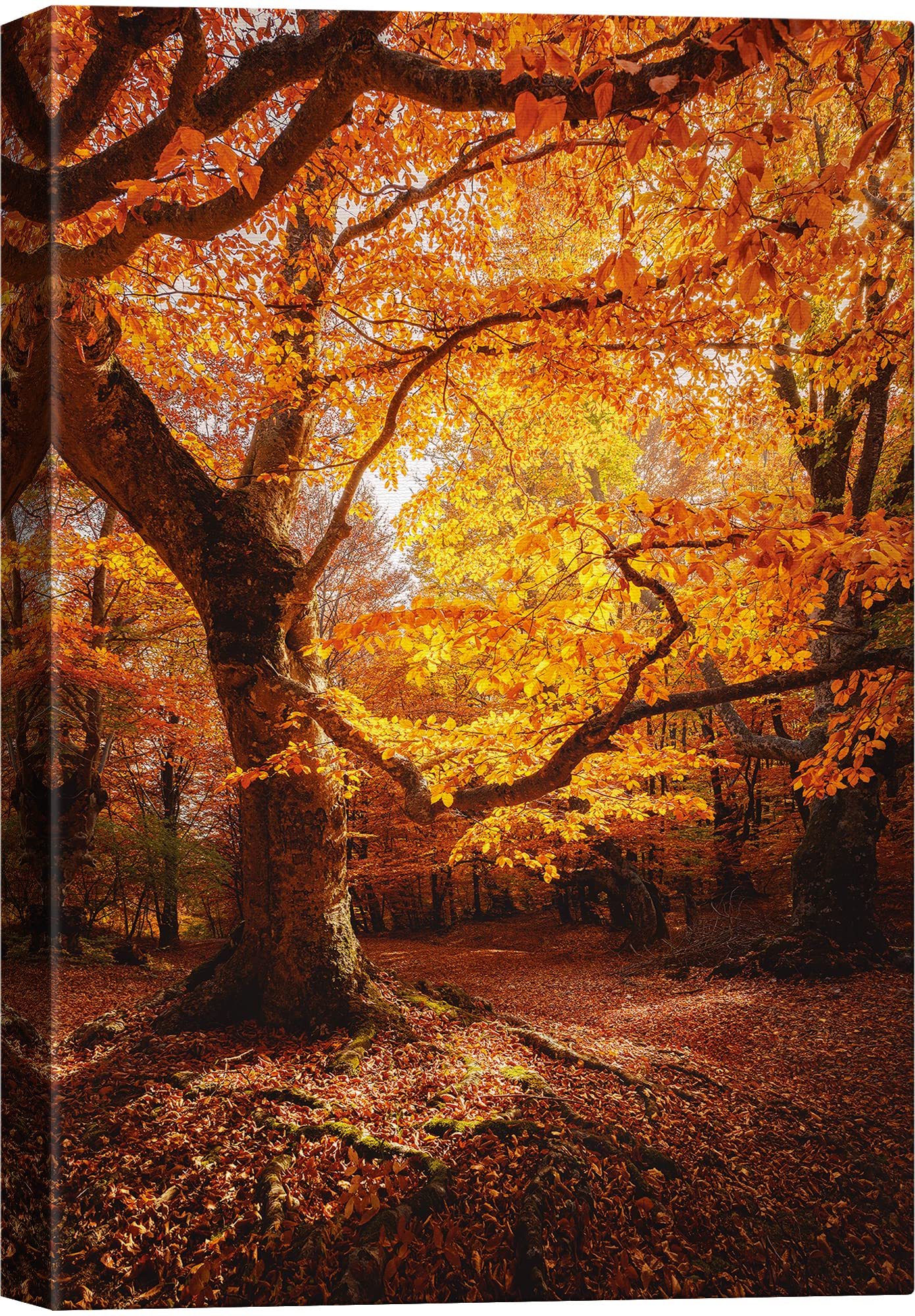 SIGNWIN Canvas Print Wall Art Autumn Red Leaf Oak Tree Forest