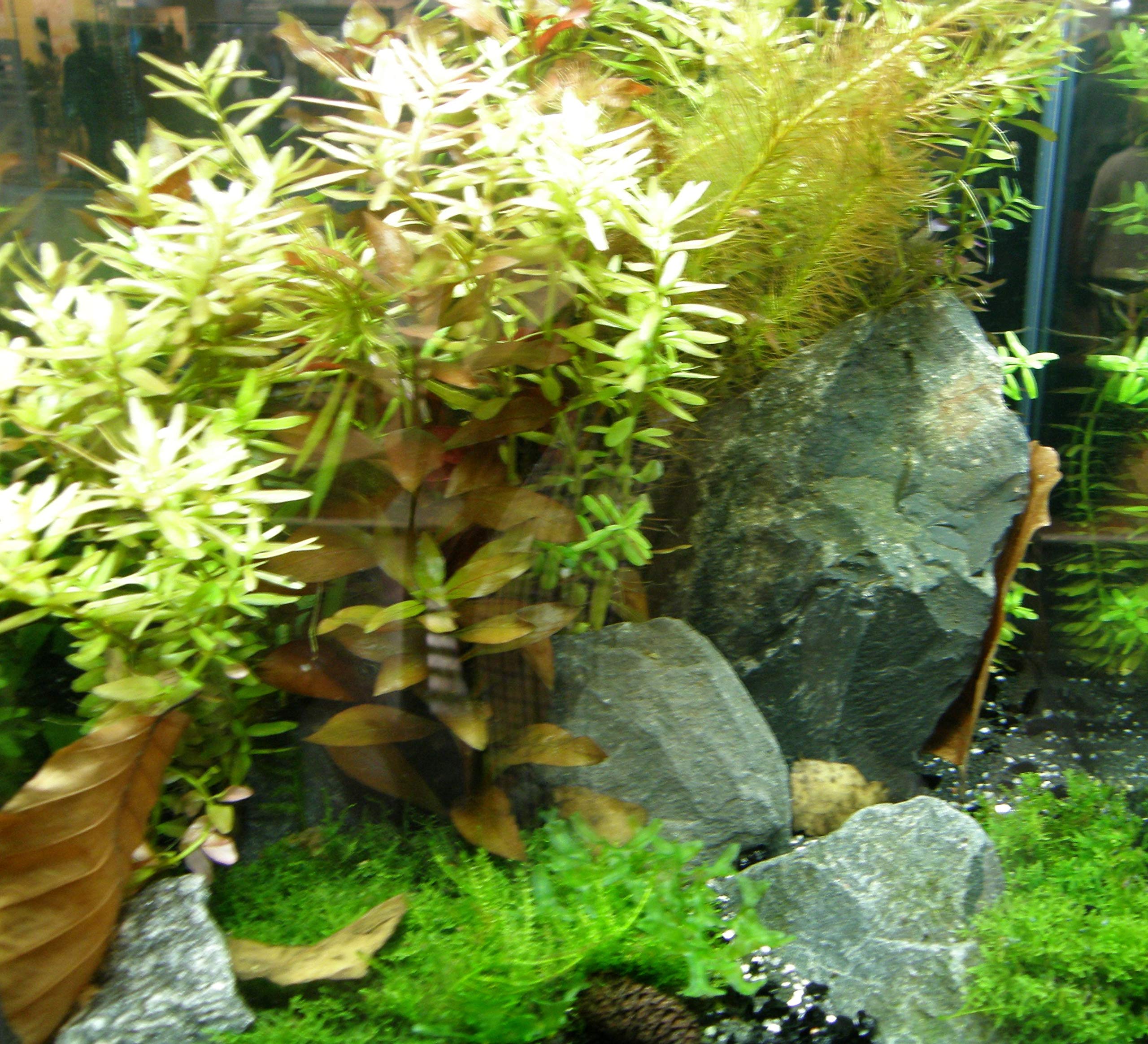 Mühlan Topartikel- 10 Töpfe + 10 Bund Wasserpflanzen, Aquarienpflanzen für alle Bereiche ihres Aquariums