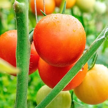 Mountain Valley Seed Co Tomato Seeds Moneymaker 4 Oz 30,000 Seeds Non-GMO | Heirloom - Open Pollinated - Annual - Solanum lycopersicum - Farm & Garden Vegetable Seeds