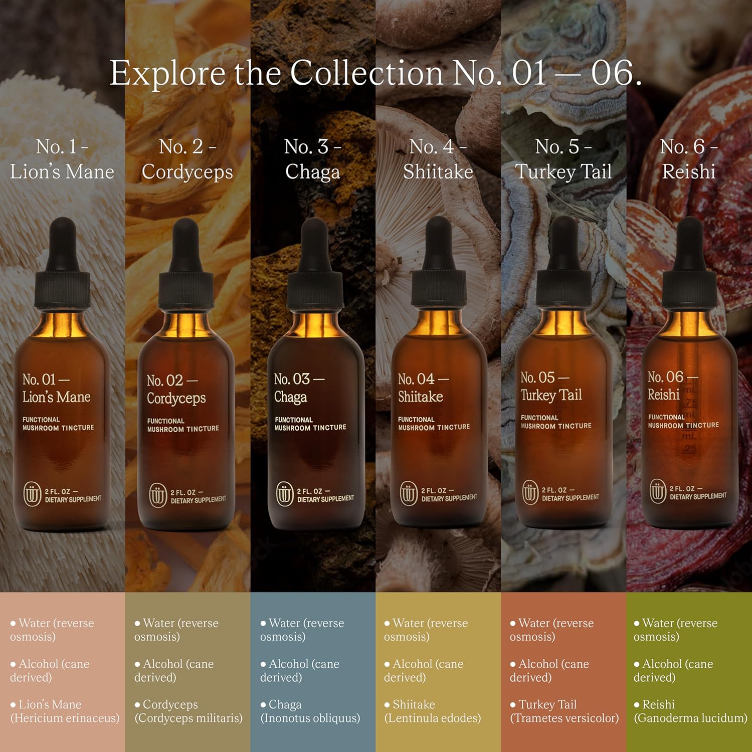 Turkey Tail Mushroom Extract - Double Extracted Fruitbody Mushroom Tincture | Immunity Booster, Manages Inflammation, Soothes Aches, Healthy Digestive Function, Antioxidants (60 Servings) - Image 7