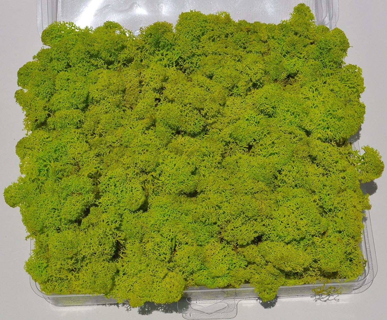 Reindeer Moss, Preserved - Spring Green (Chartreuse), 20-Ounce (1.25 Pounds) in a Designer Series Clear Case. (Reico Art 108055 - Soft and Colored Reindeer Moss)