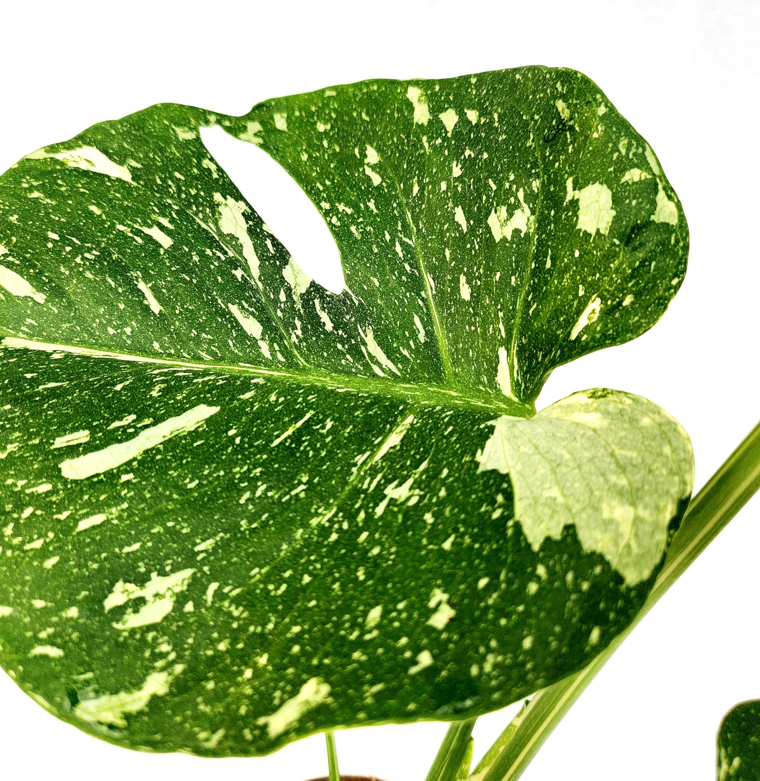 POWERS TO FLOWERS - PHYLODENDRON PERTUSUM, MONSTERA DELICIOSA VARIEGATA, THAI COSTELLATION, IN VASO 12CM DIAMETRO, pianta vera
