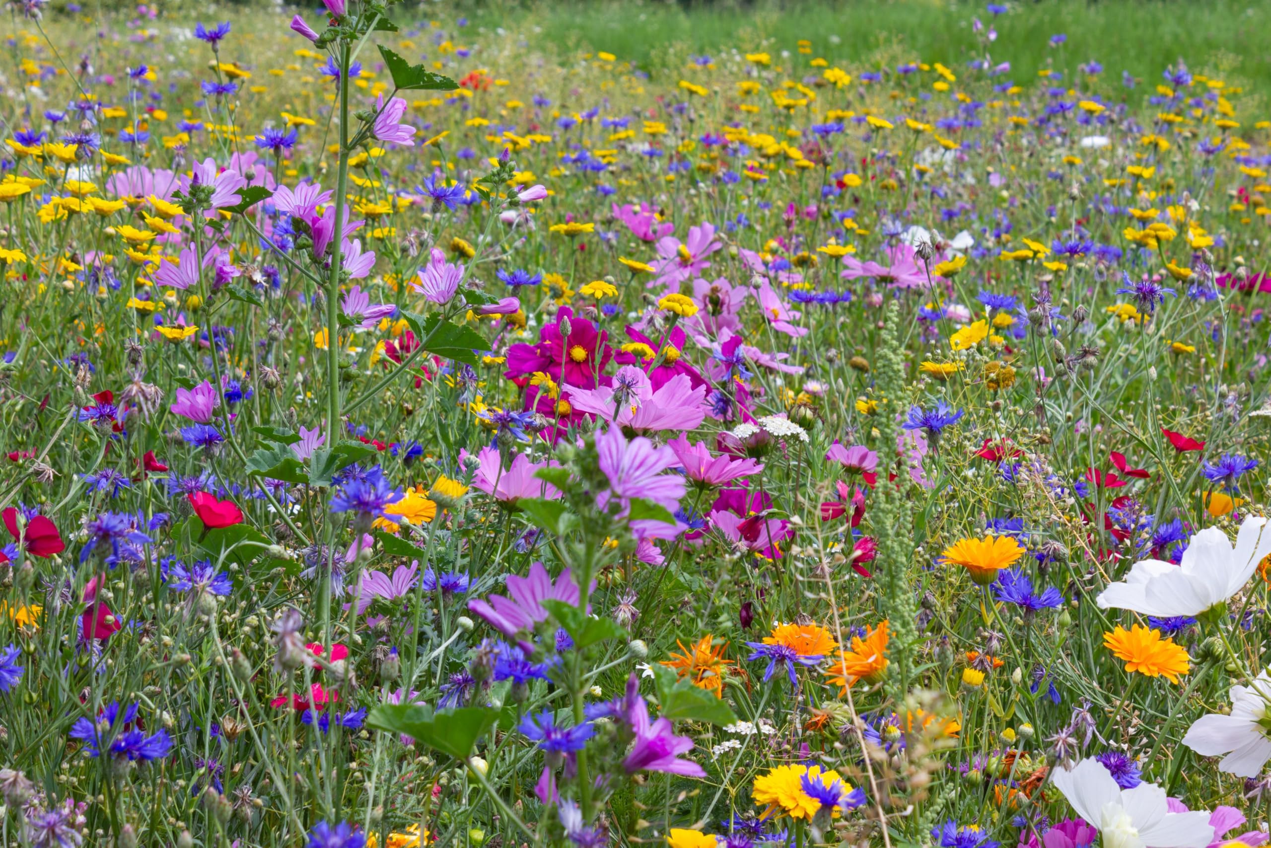 Blumenwiese mit über 70 Blumenarten und Wildkräuterarten, insektenfreundliche Blühwiese, Bienenweide, ein- und mehrjährige Arten für Schmetterlinge, Bienen & Hummeln (200qm = 200 Gramm)