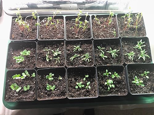 Miniatura 3 de EarlyGrow Propagador abovedado con 1 extensor de altura, bandejas de plántulas y juego de clip de bloqueo, verde, mediano (97008)