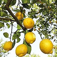 Vista 6 de Weleda Desodorante de cítricos, 3.4 onzas líquidas