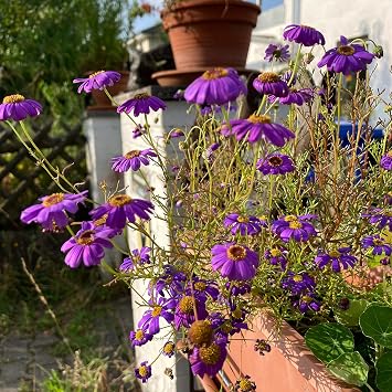 Blue Daisy (Brachyscome iberidifolia) Approx. 500 Seeds of Annual Balcony Flower Permanent Flowering Pot Plant Summer Flower