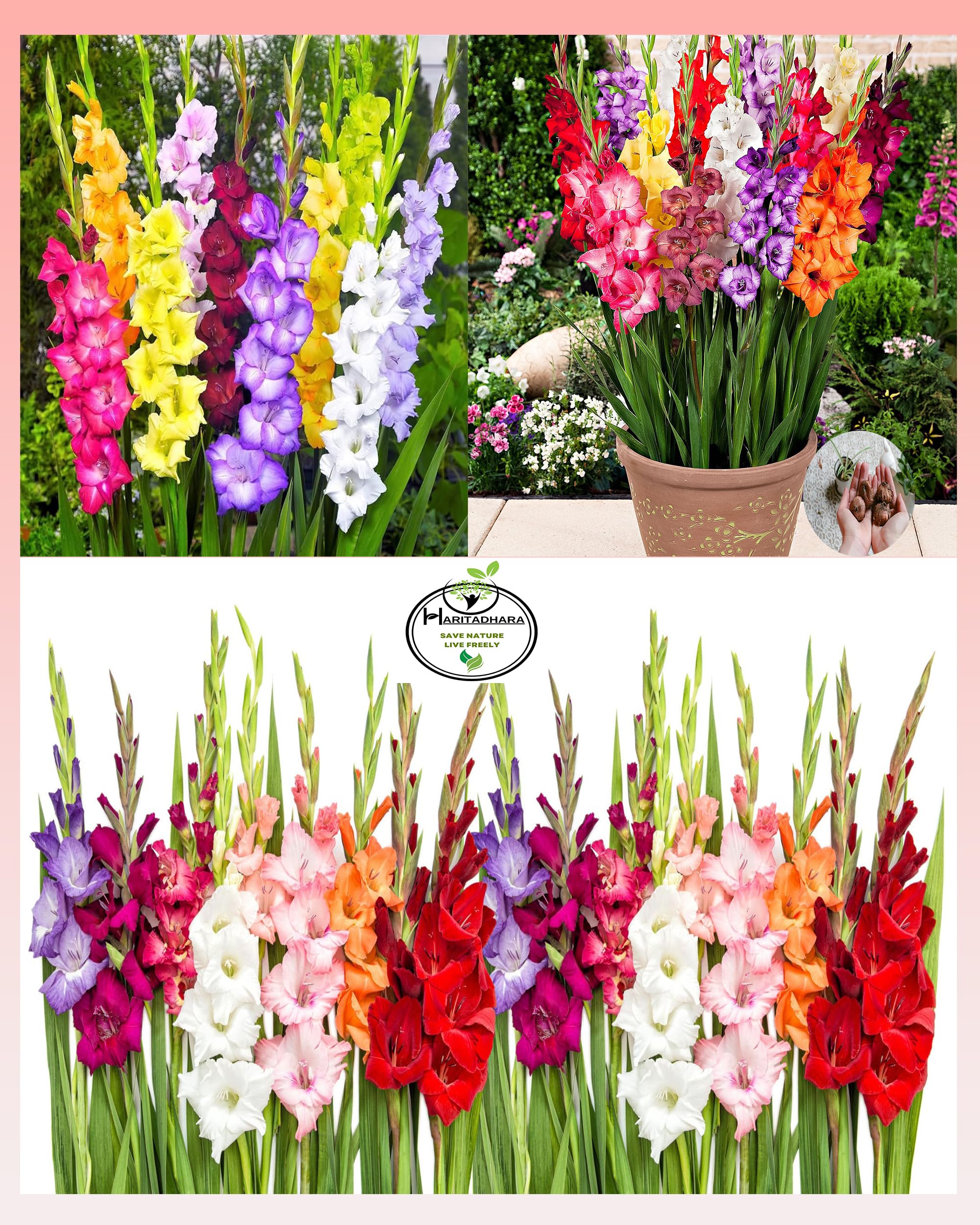 Haritadhara Gladiolus Multicolor Flower Bulbs Multi-Qty Packs Best For Home Gardening (15 Bulbs) Special For Cut Flowers with Excellent Blooming (B0BT9XH1XC) Amazon Price History, Amazon Price Tracker
