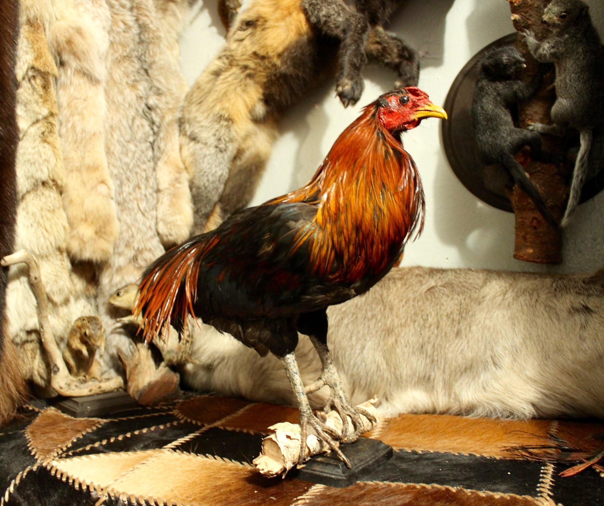 BEAUTIFUL ARAUCANA ROOSTER MALE CHICKEN BEAUTIFUL FOX FEATHER PEACOCK ART MOUNT