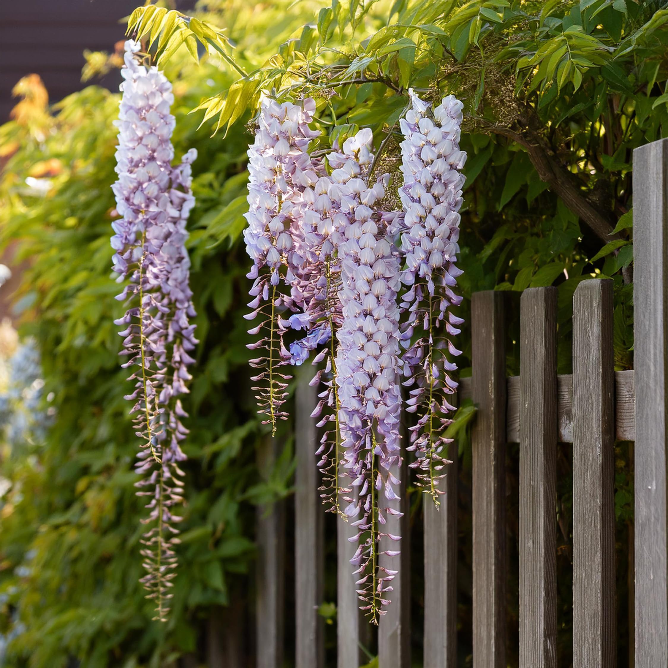 Plant in a Box - Wisteria sinensis - Wisteria glycine - Set de 3 - Pot 9cm - Hauteur 25-40cm