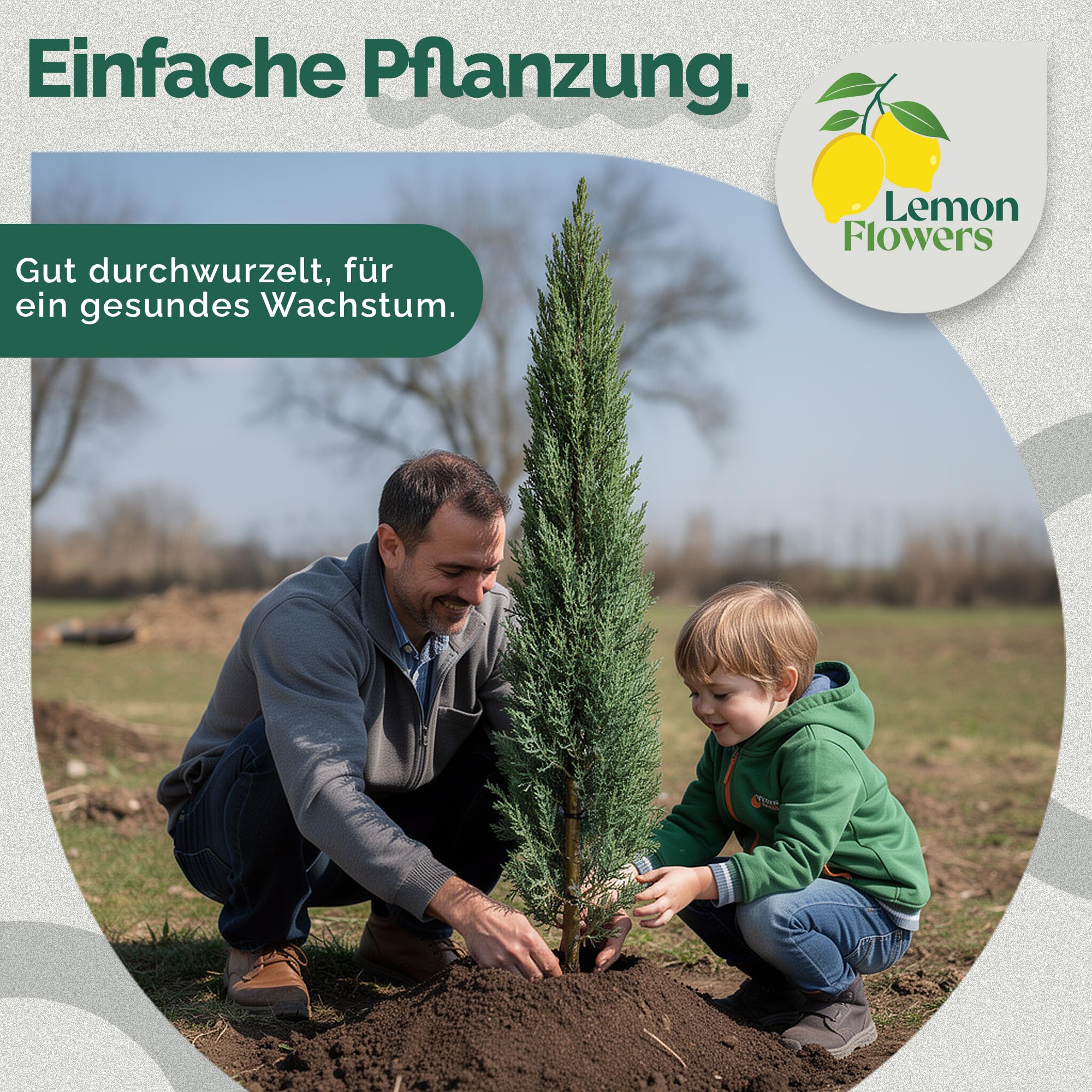 Cupressus Sempervirens Mini 120 cm Zypresse Winterhart -20° Sichtschutz Pflanzen Italienische Winterharte Zypresse Schnellwachsend