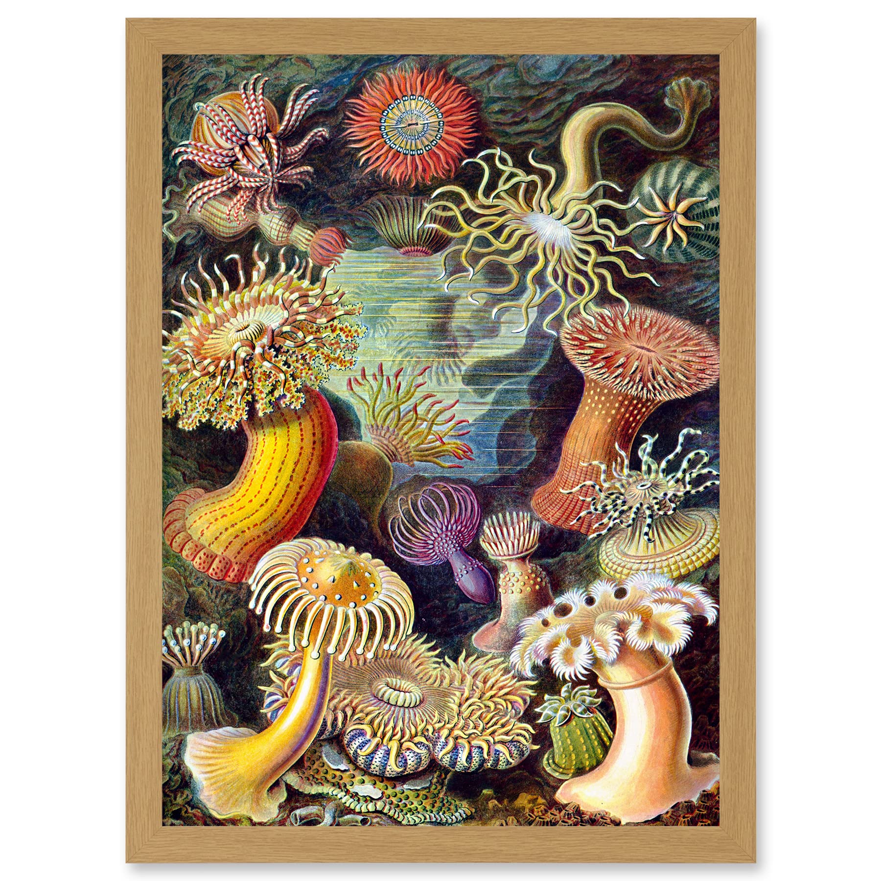 Artery8 Ernst Haeckel Botanical Sea Vintage Nature Art Biology Anemone A4 Artwork Framed Wall Art Print