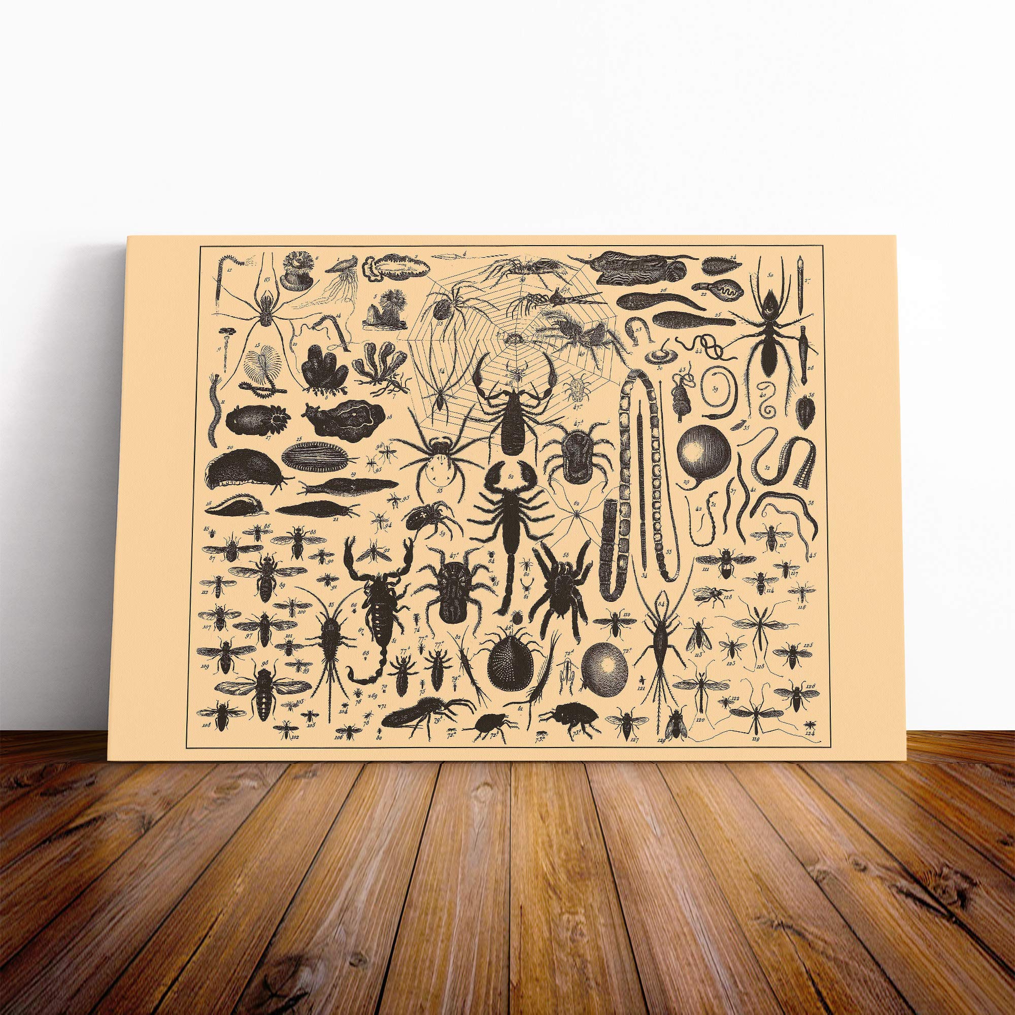 Encyclopedia Vintage Insects (1) Canvas Print | Gallery Wrapped 30mm Frame Wall Art | 24x16 inches | Ready to Hang | Classic Picture | Living Room Bedroom Lounge Office