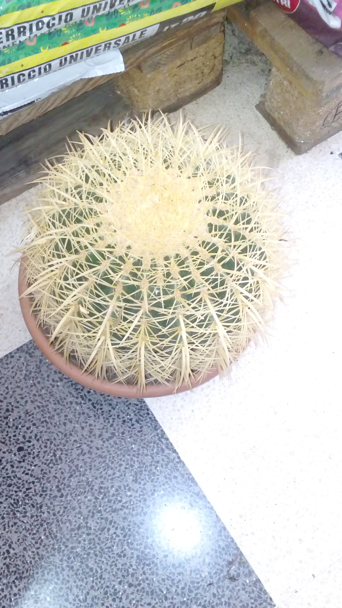 PIANTA GRASSA Echinocactus grusonii VASO DIAMETRO 25 MONDONATURA SRL