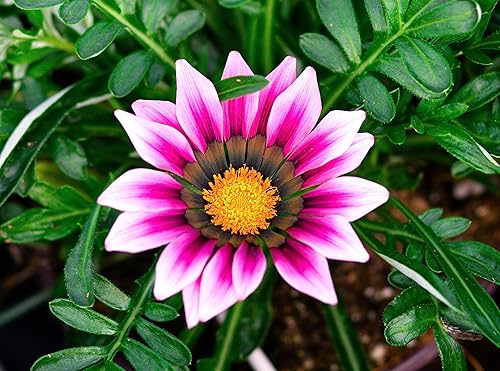 Miniatura 5 de Showy Gazania Flower Mix Perenne 100+ semillas para plantar flores del tesoro sin OMG Margarita africana