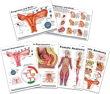 Blue Tree Publishing Female Anatomy Reproductive Anatomy, Pregnancy Birth Anatomy Chart