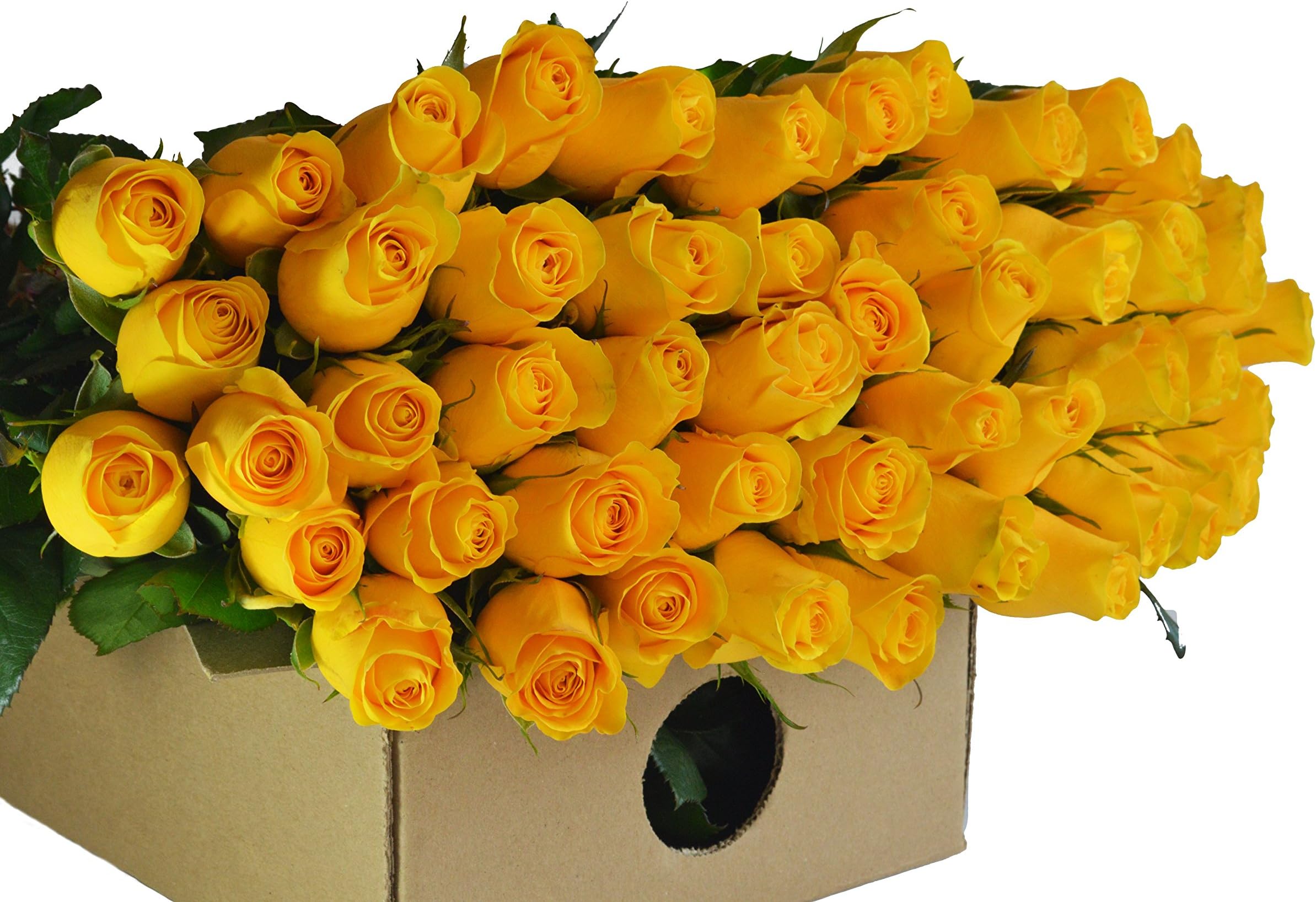 Blooms2Door50 Yellow Roses (Farm-Fresh, Long Stem - 50cm) - Farm Direct Wholesale Fresh Flowers