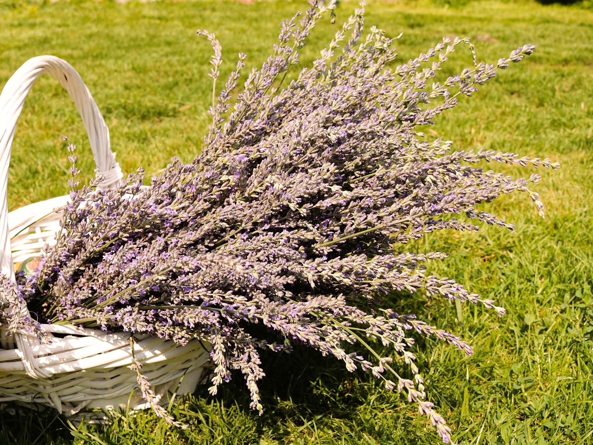Amazon.com : Greenwood Nursery: Live Perennial Plants - Grosso